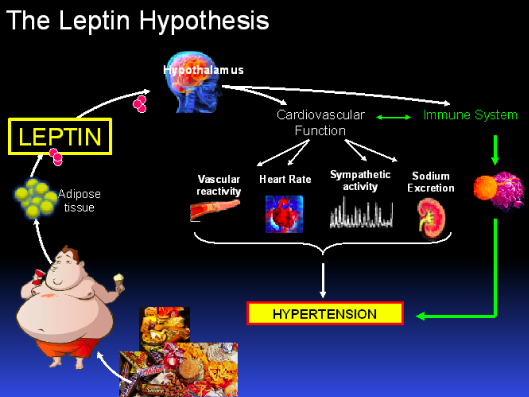 Satiety Hormone Leptin Found To Play A Direct Role In Obesity-Associated Cardiovascular Disease