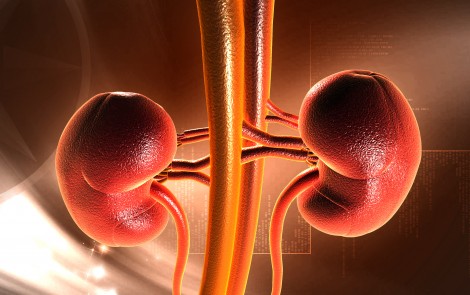 Gene Regulation of Leptin Receptors Appear Linked to Kidney Cancer in People with Obesity, Study Reports
